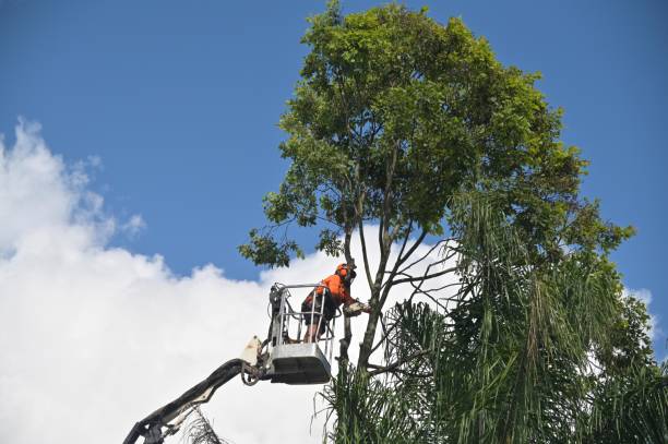 Trusted Bay, AR Tree Removal Services Experts